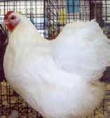 Wyandotte Wyandottes are a great dual-purpose breed, offering both excellent egg and meat production.