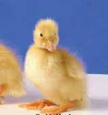 White Pekin Pekins are the most common domestic duck - the adults are pure white and the ducklings are