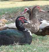 Muscovy Muscovy ducks are popular, heavy-weight ducks with stronger-tasting, very lean meat. They also are known to be less noisy than other ducks.