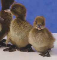 Khaki Campbell Typically mentioned as Khaki s, this duck breed is known for being one of the best