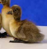 Swedish These attractive ducks are known for their black or blue colors and have a white bib that runs from under the bill halfway down the