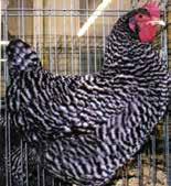 Plymouth Rock Barred Rocks are one of the all-time most popular breeds of laying chickens.
