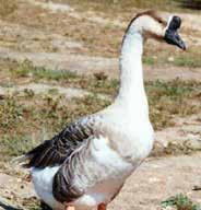 They are very dignified looking and attract a great deal of attention. They are especially desirable for crossing with the heavier breeds of geese.