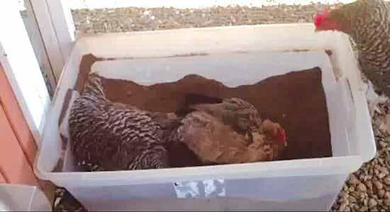 Frequently Asked Question WHAT IS A DUST BATH? A dust bath is a chicken s version of taking a shower.