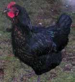 Black Sex-Link Black sex-link hens are great large brown egg layers and are easy to raise