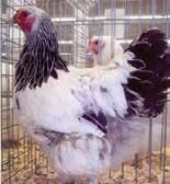 Brahma Brahmas are large gentle chickens with beautiful plumage color in black and