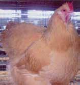 Egg Color: Brown Egg Size: Large Above Meat Production: Above Weeks to Maturity: 20