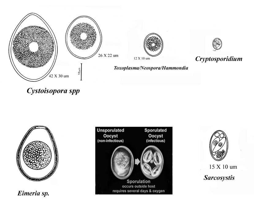 Laboratory 8, Page 6 A. Cryptosporidium sp.