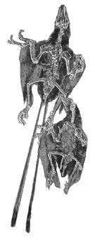 Theropoda Theropoda A appearance of filamentous integumentary structures appearance of elongate pennaceous feathers B Dinosauria Archosauria Current Biology Figure 1.