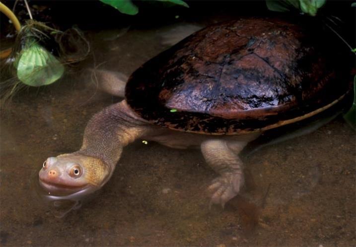 INTRODUCTION Chelodina mccordi or commonly known as Roti island snake-necked turtle is a freshwater turtle that endemic to the small island of Roti, East Nusa Tenggara (Rhodin, Ibarrondo, & Kuchling,