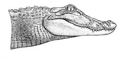(genus) Alligator