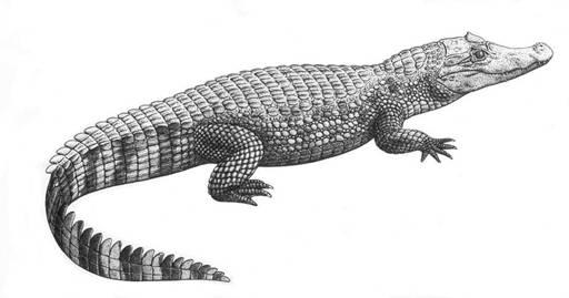 Taxonomy 17 Caiman crocodilus (species) C.c. fuscus (subspecies) C.c. apaporiensis (subspecies) C.
