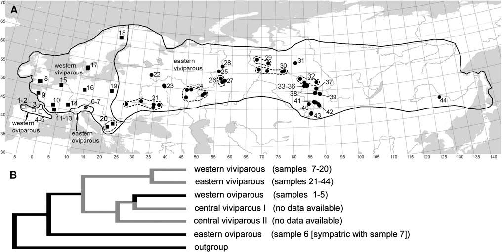 422 Evol Biol (2013) 40:420 438 Fig. 1 Geographic ranges of different clades of Zootoca vivipara, their phylogenetic relationships (after Surget-Groba et al. 2006), and our study sites.