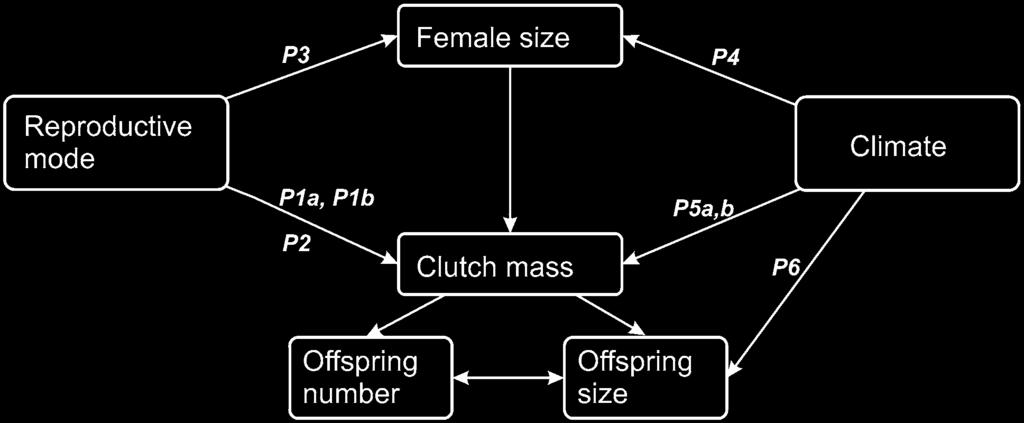 Note that female body size is both a dependent variable and a predictor for reproductive traits.