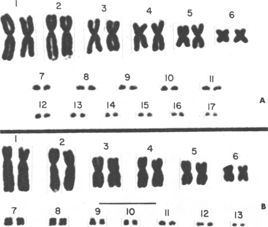 1970 COLE: LIZARD KARYOTYPES 17 7 8 9 10 1 & 0 _a. a o a A 12 13 14 15 16 17 A 1 2 II II 1111333 4 5 7 8 9 10 11 12 13 5* 33 as ag a es so FIG. 5. Karyotypes of Sceloporus orcutti and Sceloporus magister.
