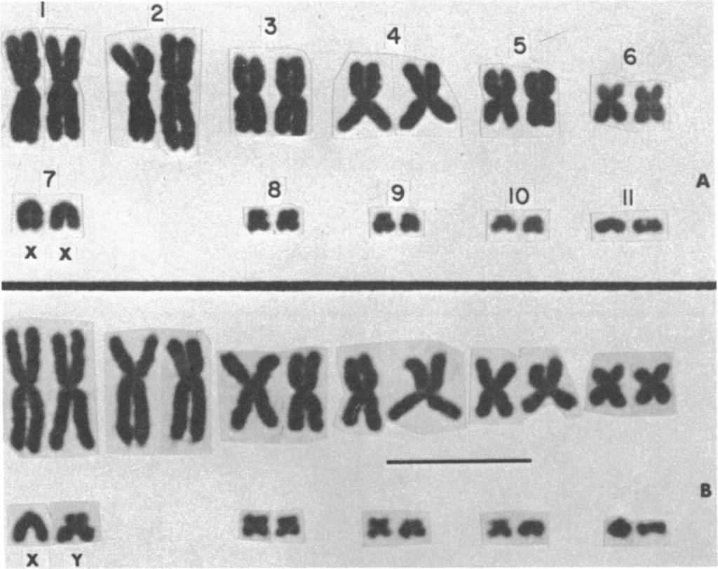 1970 COLE: LIZARD KARYOTYPES 19 2 1~~~~~~~~ x x 8 9 10 11 A AA So e x y aa * FIG. 6. Karyotypes of Sceloporus lundelli (2n = 22). A. Female, with two X chromosomes (no. 7); U.A.Z. No.