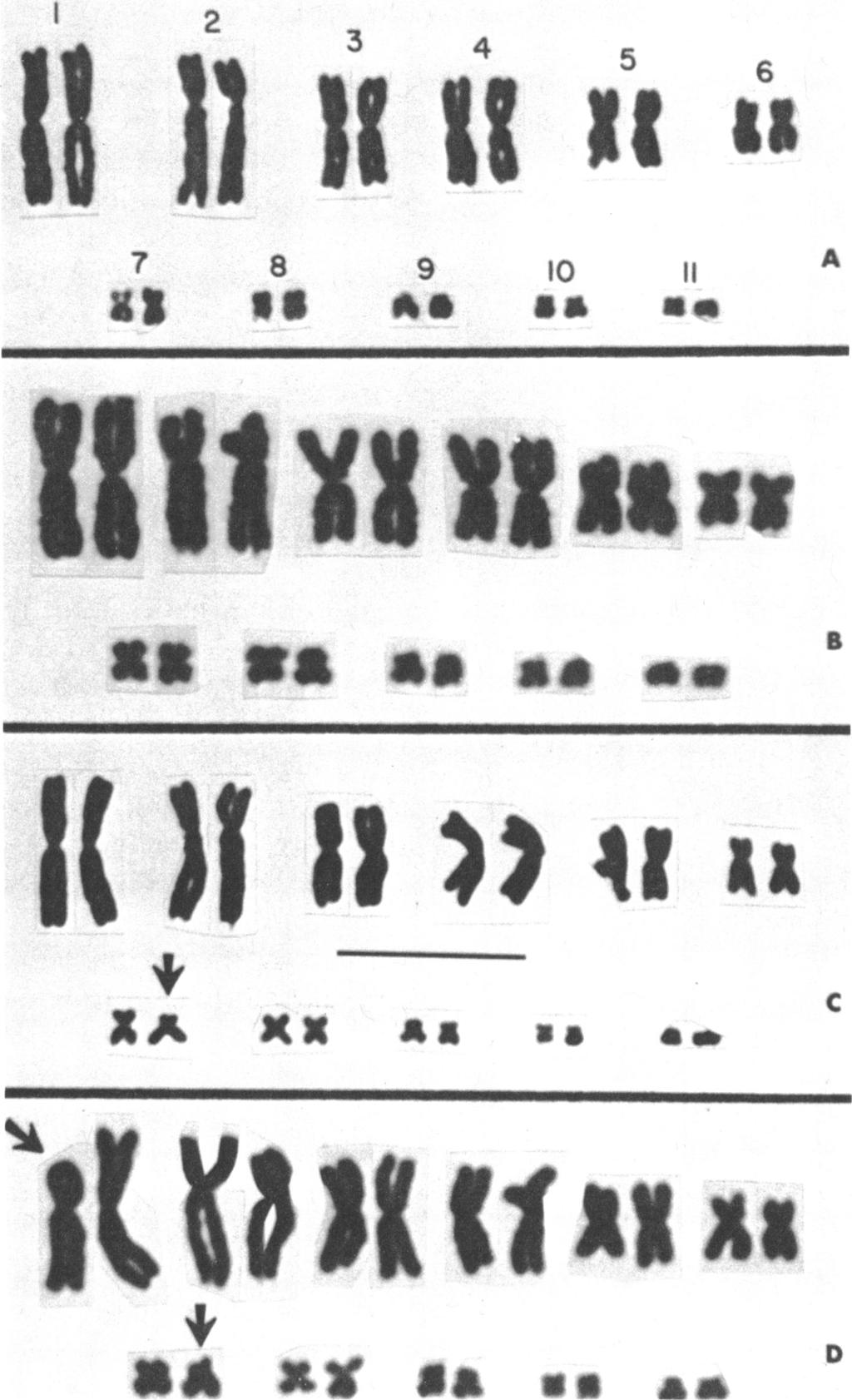 Sceloporus olivaceus; atypical, with pair number 7 heteromorphic [one chromosome is metacentric and one is subtelocentric (arrow) ]; line represents 10 l; U.A.Z. No.