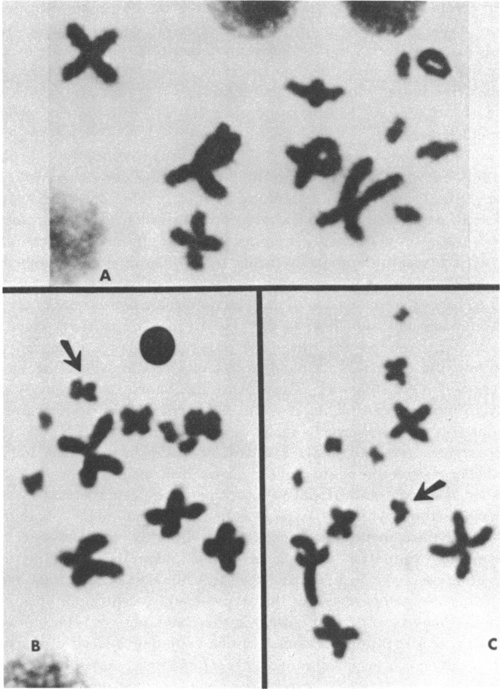 1970 COLE: LIZARD KARYOTYPES 23 Xt... A +~~~~f * m s 4 k B 4s B C FIG. 9. Spermatocytes from individual of Sceloporus olivaceus with atypical heteromorphic pair of chromosomes (no.