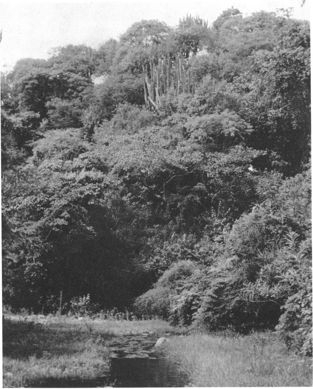 34 AMERICAN MUSEUM NOVITATES NO. 2431 FIG. 12. Riparian tropical deciduous forest in which Sceloporus melanorhinus inhabits the largest trees. Two miles (by Mex.