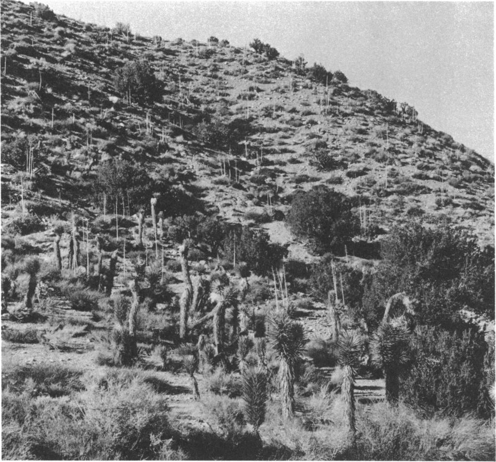 1970 COLE: LIZARD KARYOTYPES 35 FIG. 13. Mohave Desert, inhabited by Sceloporus magister. Approximately 5.3 miles east and 4.