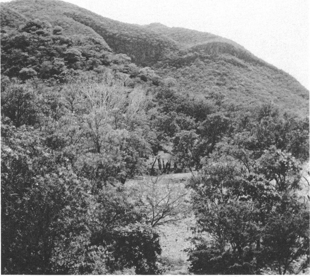 36 AMERICAN MUSEUM NOVITATES NO. 243 1 FIG. 14. Riparian woodland in which Sceloporus edwardtaylori inhabits trees; S.