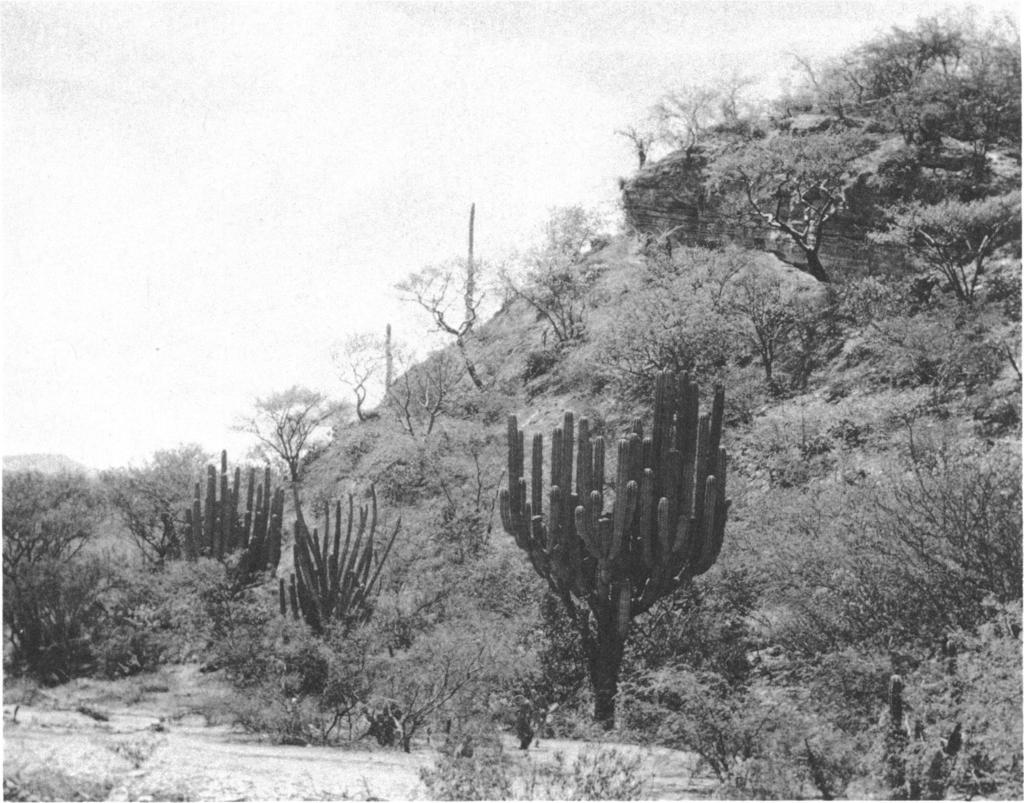1970 COLE: LIZARD KARYOTYPES 37 FIG. 15. Tehuacan Desert, inhabited by Sceloporus horridus. Seven miles (by road) northwest of Teotitlan del Camino (Oaxaca), in Puebla, Mexico.