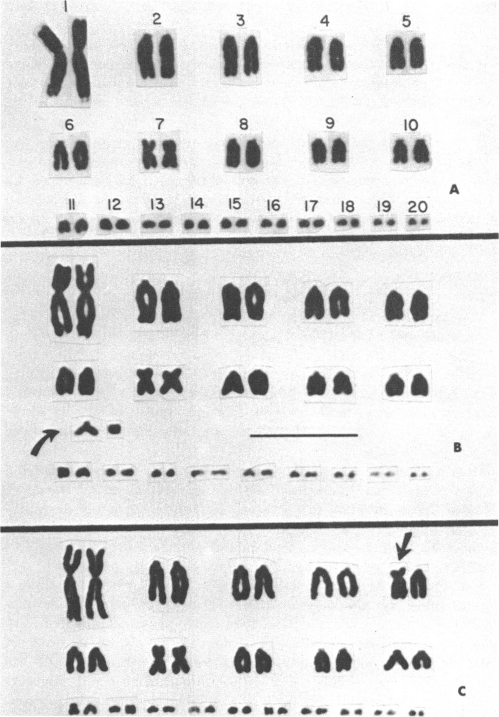 ^s ~~2 3 4 5 o 7 8 9 10 1 12 13 14 15 16 17 18 19 20 *. ** ee S ** ** ** *w A At. 31 as *IAA B *fl a. as.*. aaw a..^ * FIG. 1. Chromosomes of three specimens of Sceloporus clarki (2n = 40) from southern Arizona.