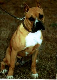 Killed, September 13, 1999, after being left in a drop box at the SPCA of Wake County, NC.