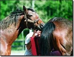 Mating Behavior (Estrus signs) The mare will allow the stallion to smell and bite.