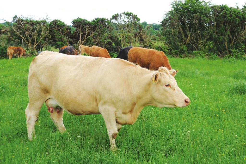 The focus of this chapter is on some specific disease problems that can cause significant loss or concern for beef rearing and fattening enterprises.