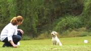 Training Your Dog Training Your Dog PRELIMINARY PHASE -- Flag AwarenessTraining - Optional (2-3 training sessions per day: each 10-15 minutes long) Completing this phase will add 3 days to your
