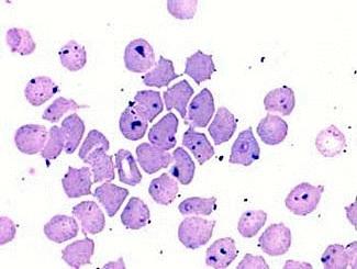 Pathogenesis Cytauxzoon felis P Leukocytic phase