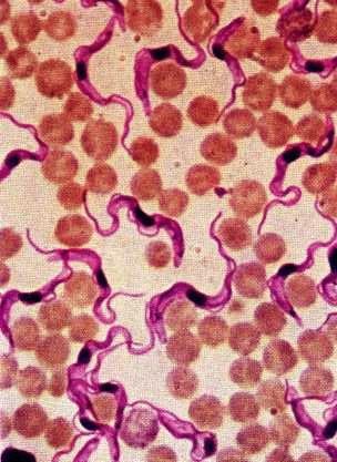Hemoflagellates P Genera: Trypanosoma & Leishmania P Life cycle: One stage in the blood
