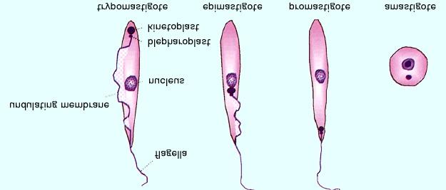 Morphology P Elongate with a single flagellum P or rounded with a