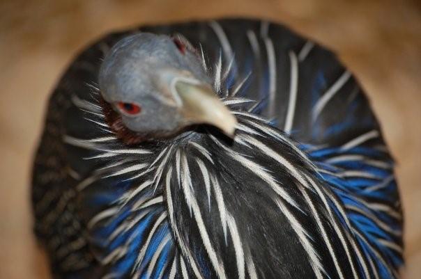 1 Newsletter, January 2016 Vulturine Guineafowl SSP Update Photo by Eric Kowalczyk Paige Morabito SSP Coordinator The vulturine guineafowl Red SSP program planning meeting was in early March.