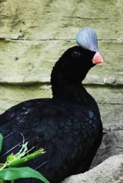 4 Continued from Page 3 Species Accounts of the 3 Recommended Curassow The Blue-billed Curassow, endemic to Colombia, is currently listed as critically endangered by the IUCN with the wild population