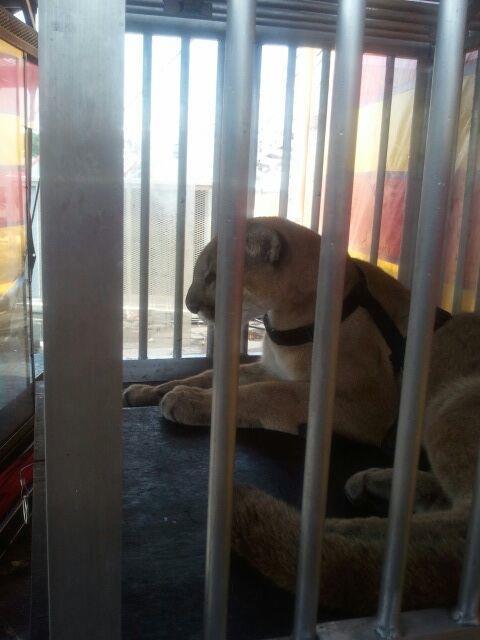 The cougar provided to the UniverSoul Circus by Kalmanson is also housed in a tiny cage without
