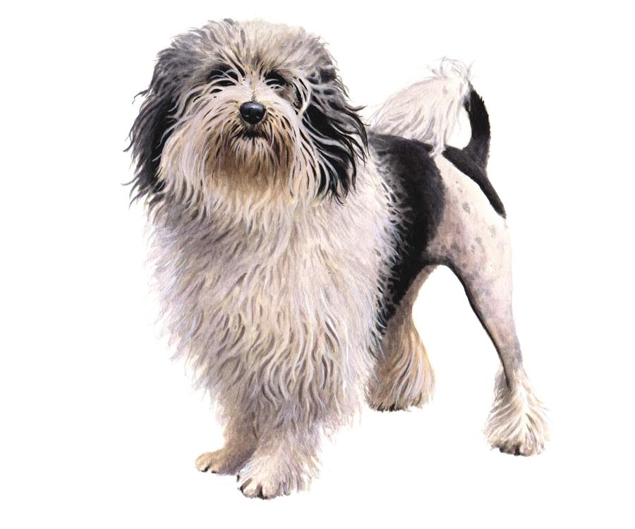 Height: 25-36 cm Weight (Show): 4-8 kg Weight (Pet): 4-9 kg Ears: Muzzle: Tail: The breed originated somewhere in Europe, and is likely ancestrally related to the Bichon Frise family.