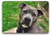 MAQUOKETA, IOWA: Pit bull terrier dogs, or mixed pit bull terrier dogs, or any dog which has the appearance and characteristics of being a pit bull