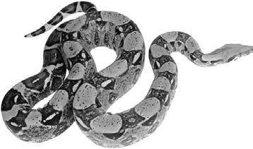 (nonvenomous) 8 Snakes Some snakes