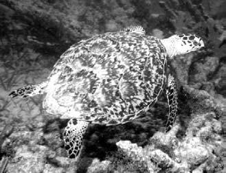 Sea turtles live only in the salty water
