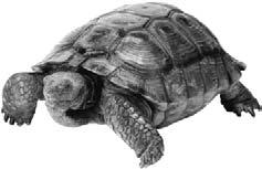 Desert tortoise Box turtle Hawksbill sea