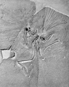 Archaeopteryx- the London specimen This specimen found in 1861, called The London Specimen was significant in that it established the type of bird from which the single feather found