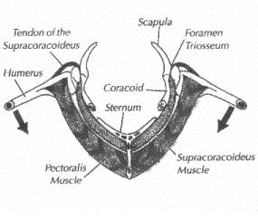 top of the shoulder and is attached to the upper surface of the humerus (upper