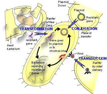 Horizontal Gene Transfer HGT occurs by three general methods.