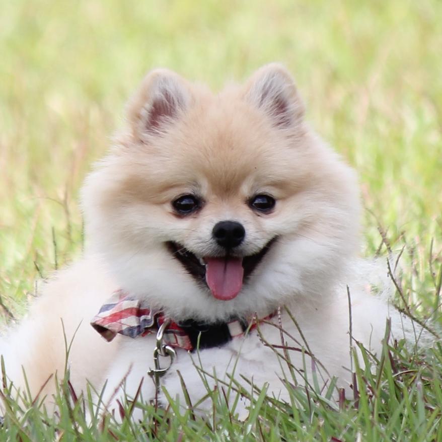 CONCLUSION All these haircuts for your Pom are doubtlessly cute and can offer your Pom an even more adorable look than what Poms originally have!