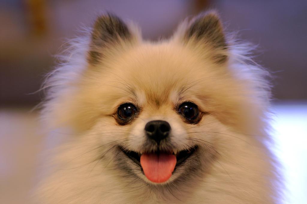 INTRODUCTION If you re anything like me, your little Pom is one of the most beloved things to you in the world.