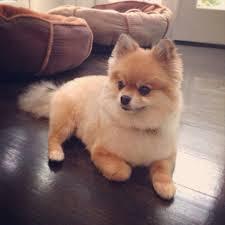 If you don t have a lot of time to spend grooming your Pom, the kennel cut is a perfect choice! It s also a favorite for Pomeranian show dogs.
