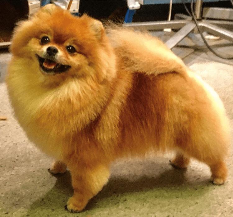 3. S H O W C U T As its name suggests, the show cut is the one that can be seen on all professional Pomeranian show dogs.