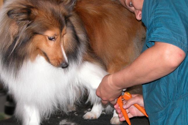 2 Bathing Bathing your dog before you start the grooming process will give the best results.